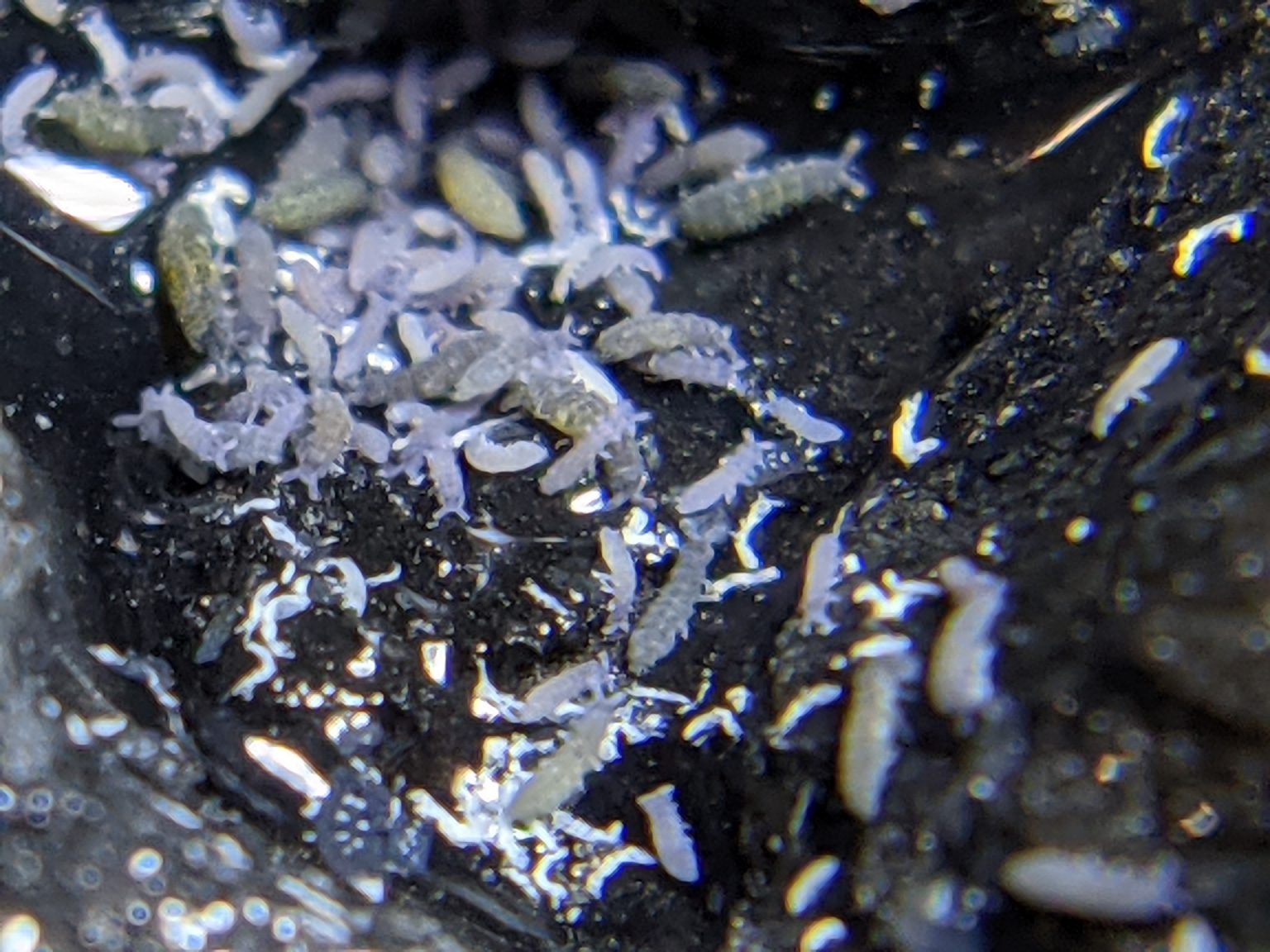 black-podura-springtail-starter-culture-on-clay-pet-pedes-and-pods