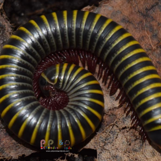 Millipedes