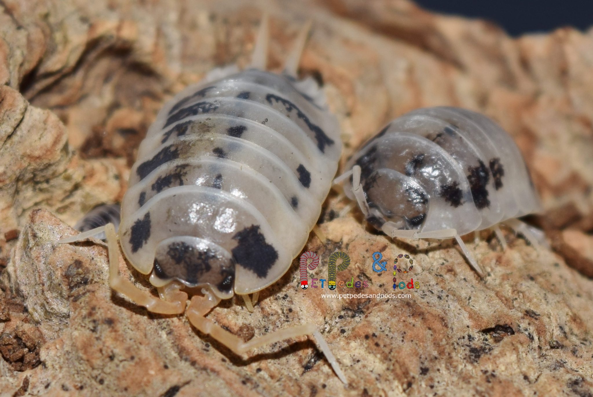 Porcellio laevis “Dairy Cow” Pet Pedes and Pods