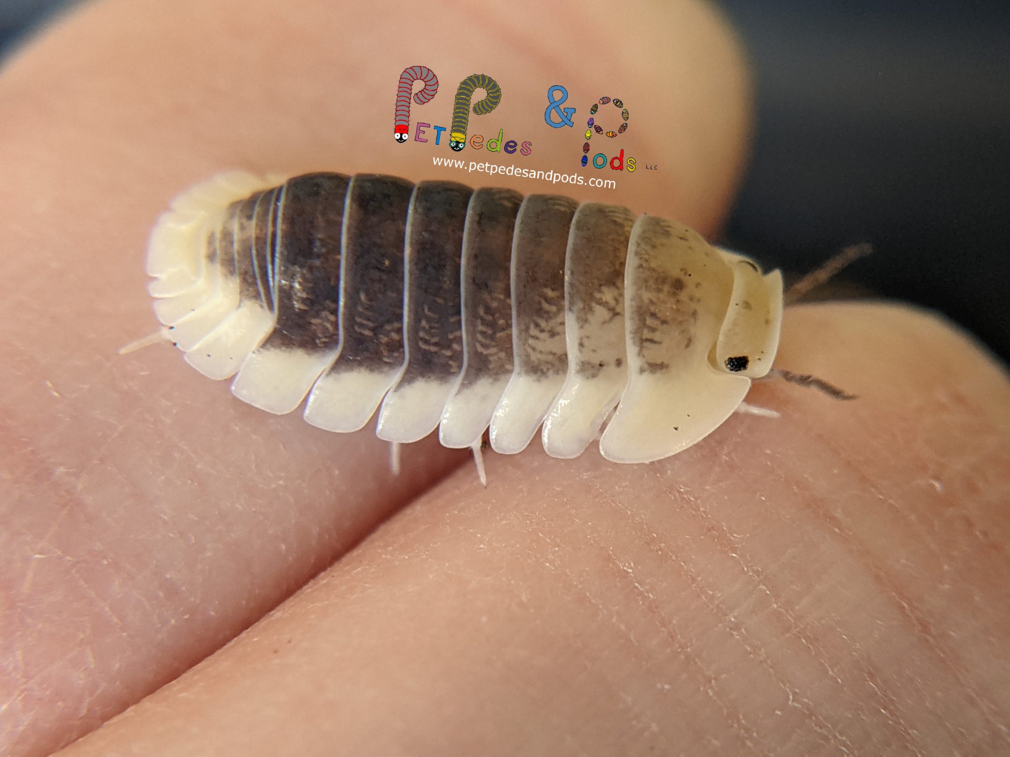 Cubaris Lemon Blue – Pet Pedes and Pods