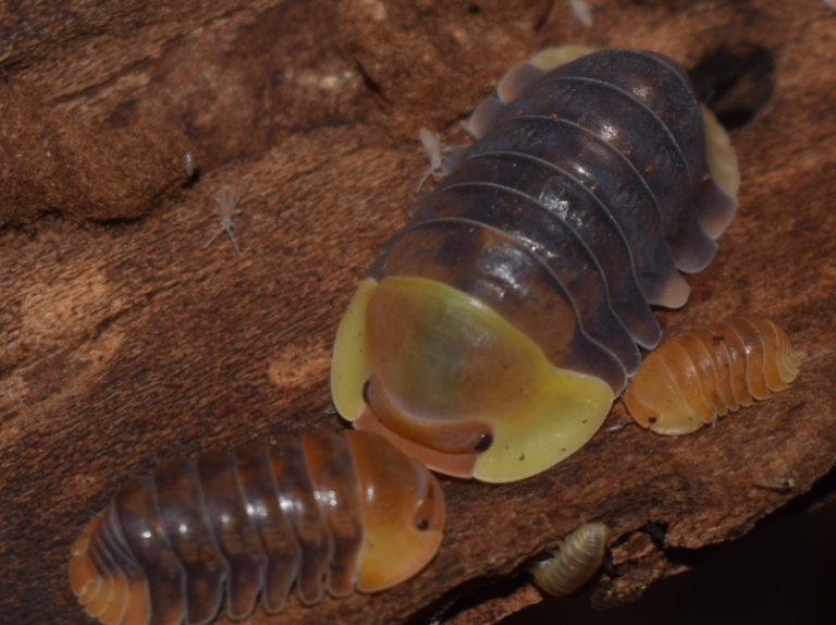 Cubaris Rubber Ducky Pet Pedes and Pods