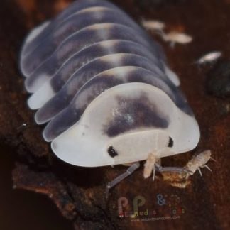 Isopods