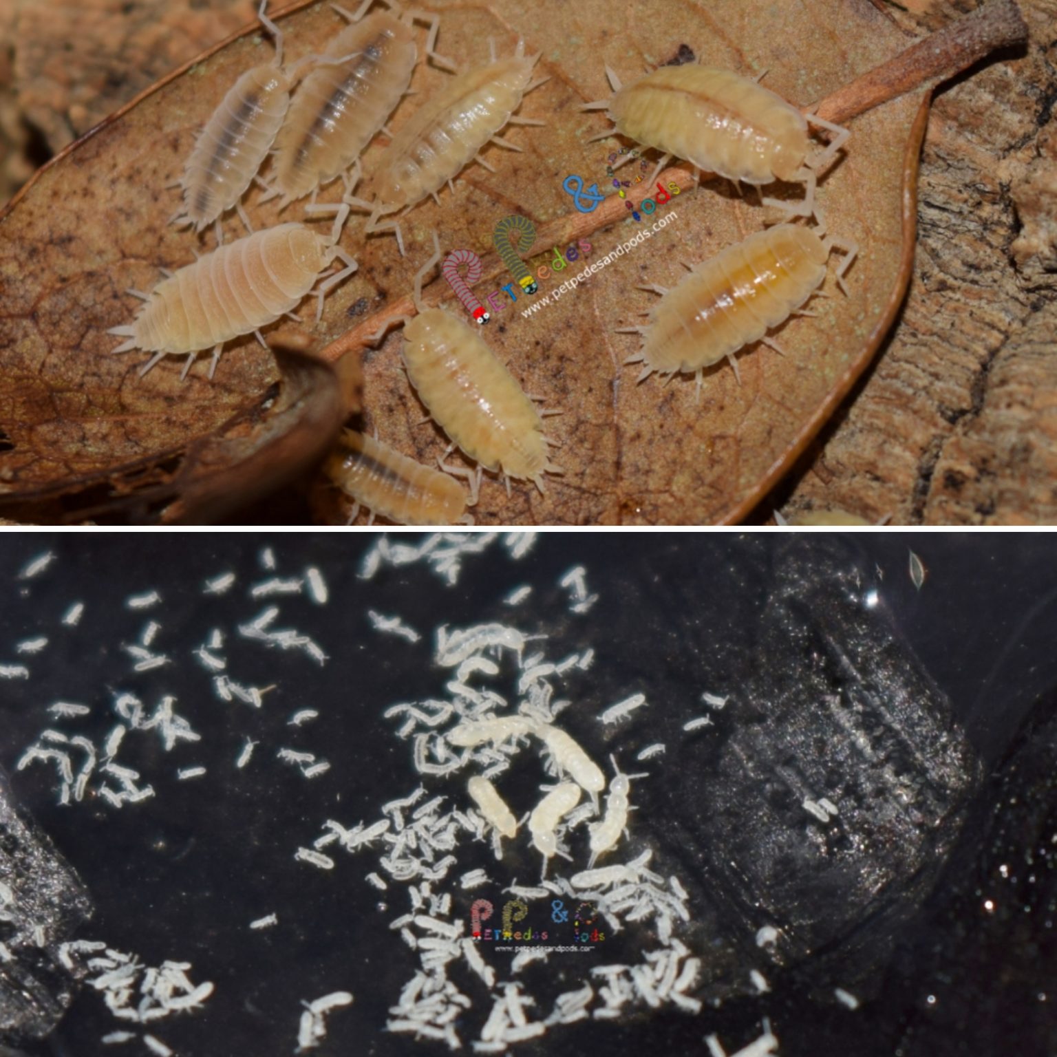 Captive Bred Bugs Pet Pedes and Pods