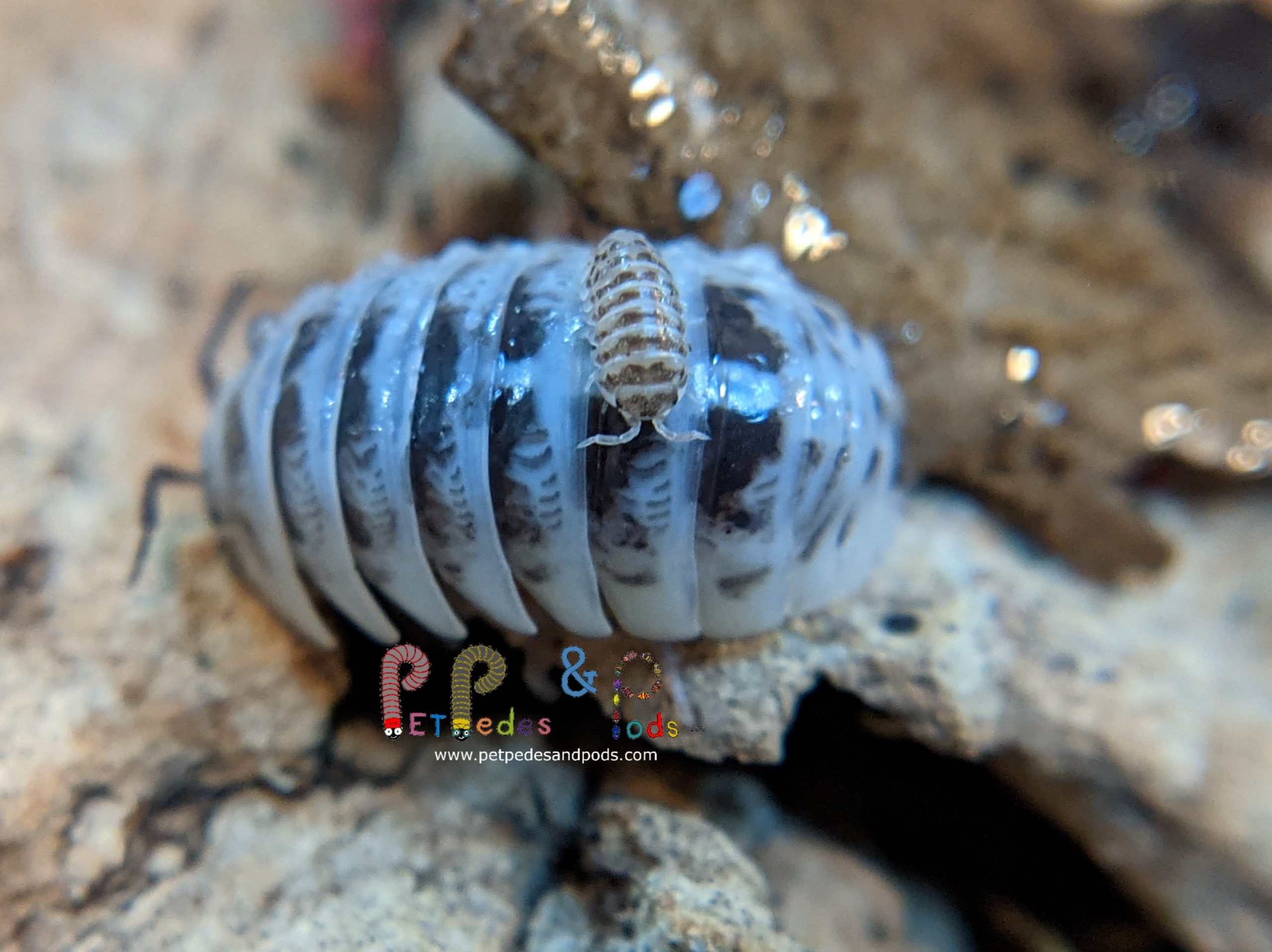 Pet Pedes and Pods – Specializing in bioactive vivariums & supplies