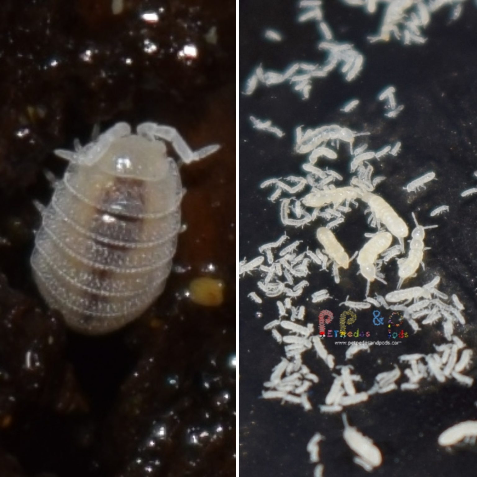 Dwarf White Isopod & White Springtail Bundle 2 Starter Cultures Each Pet Pedes and Pods