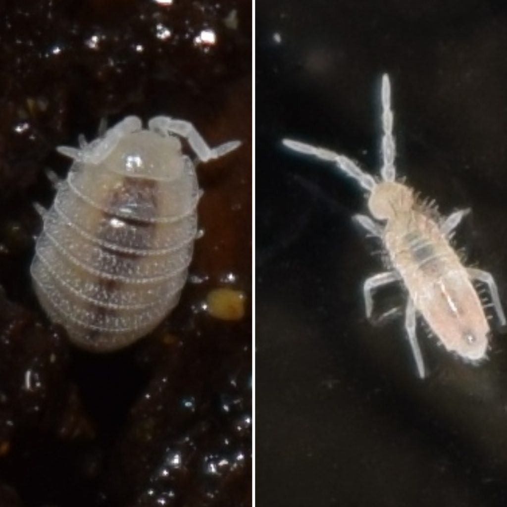 Dwarf White Isopod & Pink Springtail Bundle 2 Starter Cultures Each Pet Pedes and Pods
