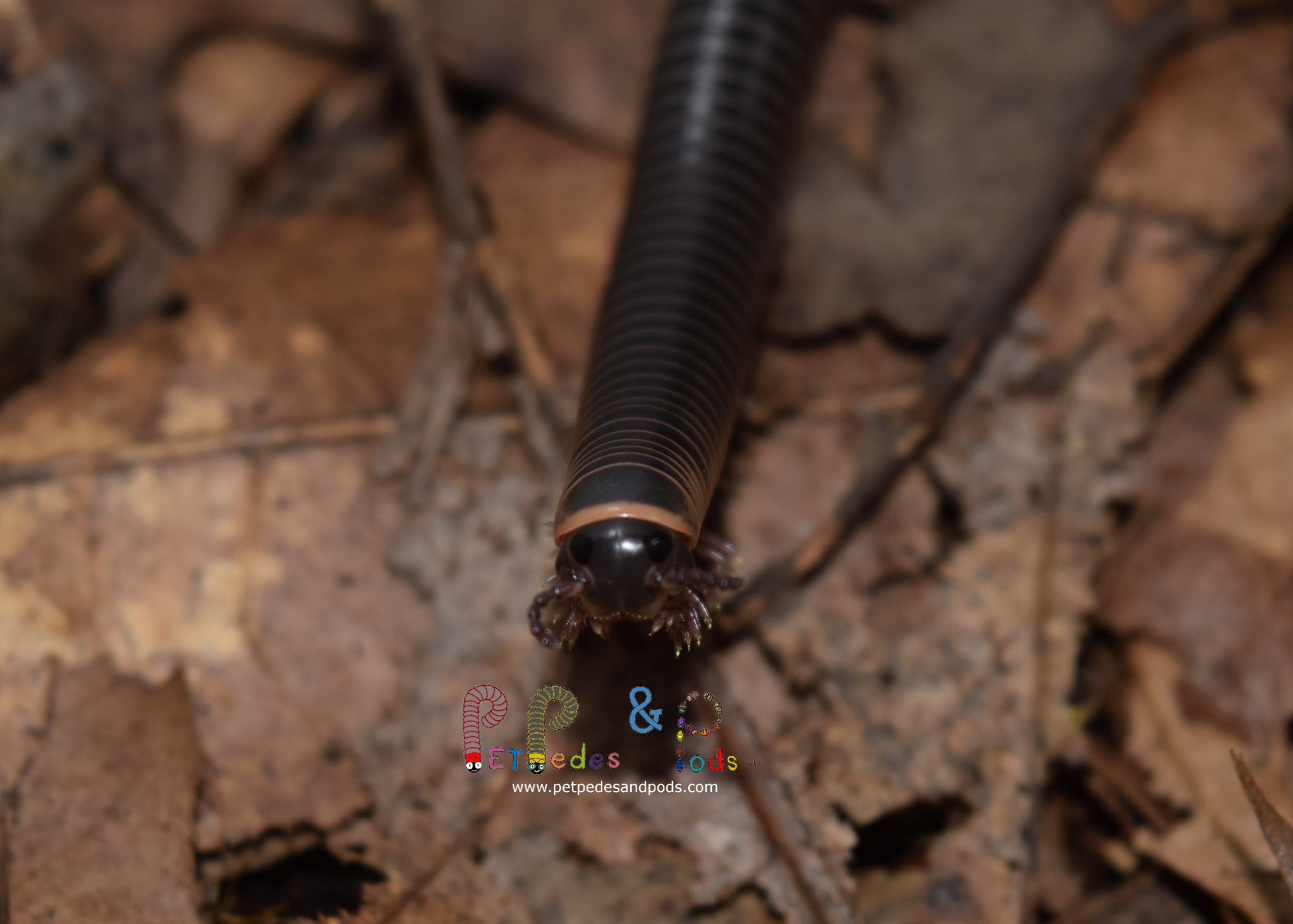 Florida Ivory Millipede (Chicobolus spinigerus) Pet Pedes and Pods