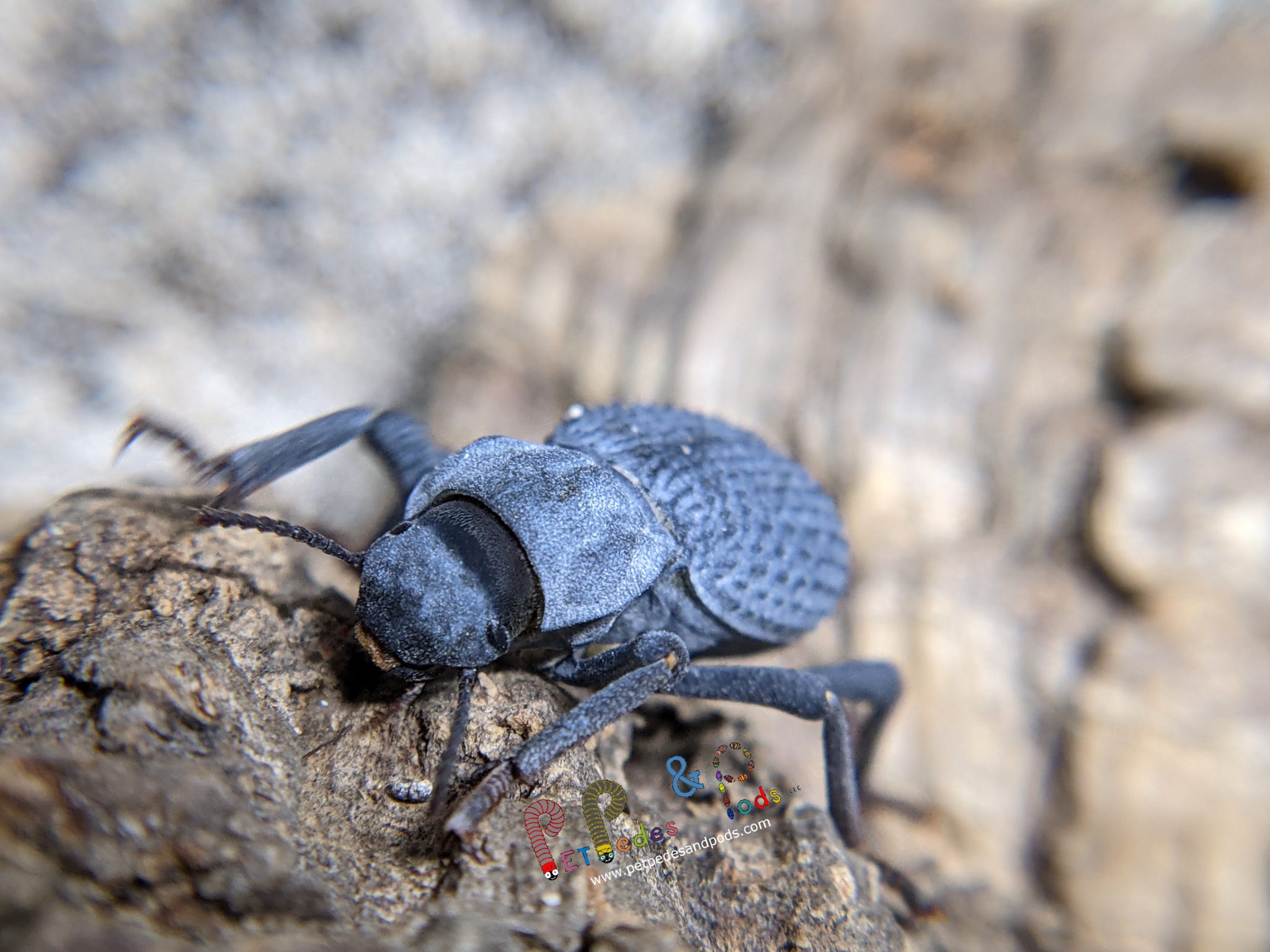 Blue Death Feigning Beetle (WC) Pet Pedes and Pods