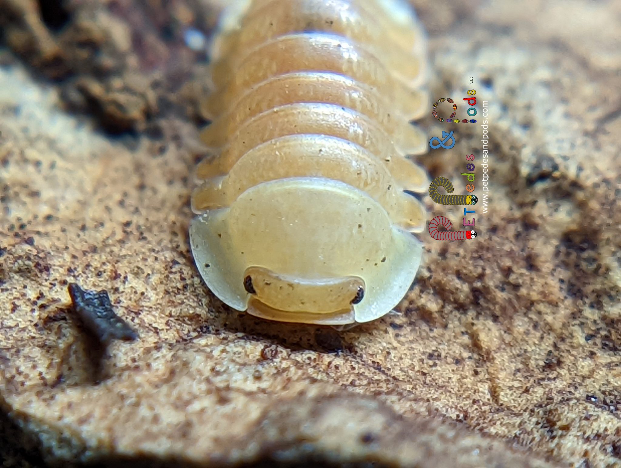 Cubaris Blonde Ducky 10 Count Pet Pedes and Pods