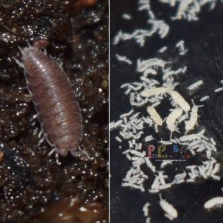  TruBlu Supply 300+ Live Large Springtails Colony + 15ct Dwarf  White Isopods (T. Tomentosa) Bio Active - 16oz : Pet Supplies