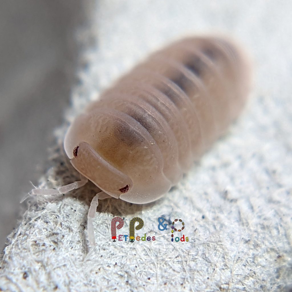 Cubaris Murina “Papaya” Pet Pedes and Pods