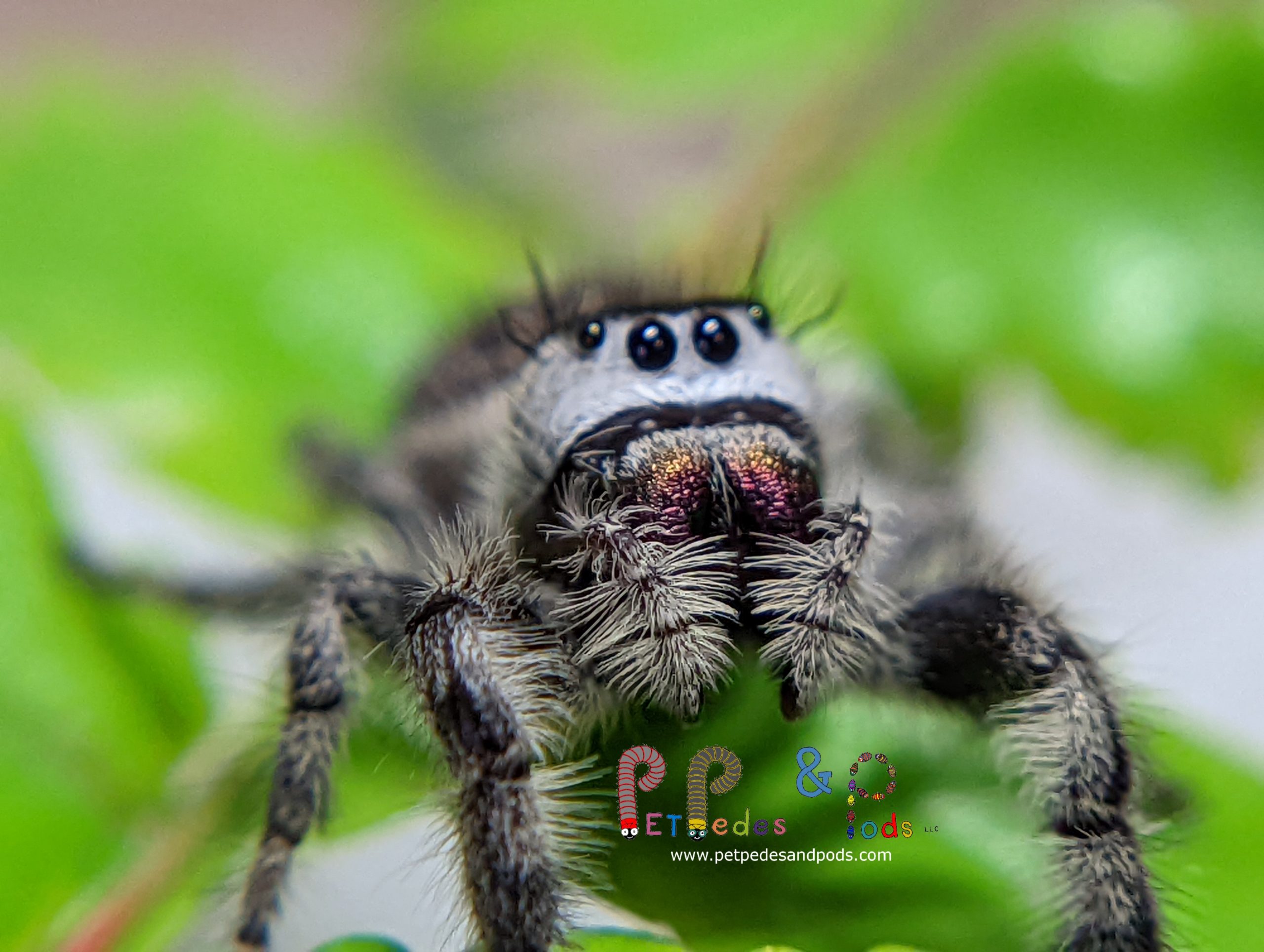 Made-to-order Large Jumping Spider Enclosure, Jumping Spider Decor