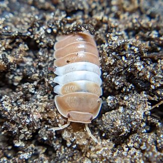  Creation Cultivated - 10ct Orange Springtails Live (Yuukianura  Aphoruroides) - Insect Culture Clean Up Crew for Bioactive Terrarium  Vivarium : Pet Supplies