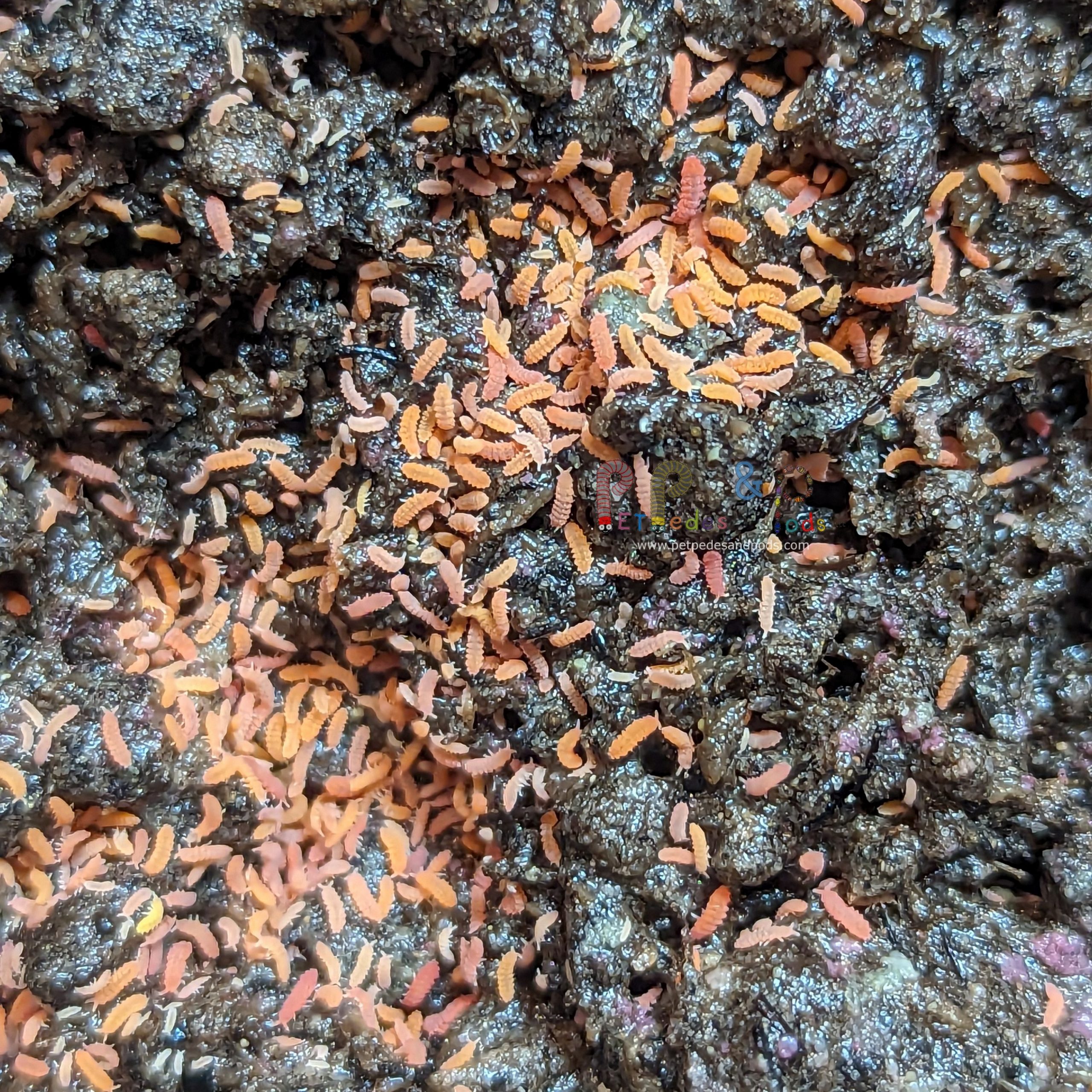  Creation Cultivated - 10ct Orange Springtails Live (Yuukianura  Aphoruroides) - Insect Culture Clean Up Crew for Bioactive Terrarium  Vivarium : Pet Supplies