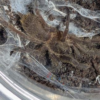 Chilobrachys Kaeng Krachan Tarantula