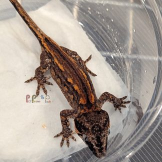 Gargoyle Gecko - RA-CR-26-0614-19S1