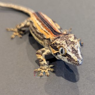 Gargoyle Gecko - RA-CR-26-0704-19S2
