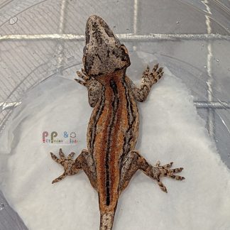Gargoyle Gecko - RA-ACR-26-0626-20S1
