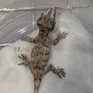 Gargoyle Gecko - RA-ACR-26-0629-20R2